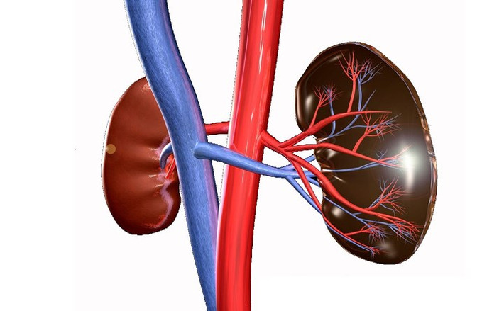 Độc tính trên thận: Hóa trị liên quan đến một số tác nhân có thể ảnh hưởng đến ống thận vi mô và cầu thận bằng cách tăng huyết thanh. Điều này có thể dẫn đến suy thận nặng. Vì vậy, nếu thận yếu, nó có thể thay đổi chuyển hóa thuốc cũng như bài tiết và dẫn đến độc tính.