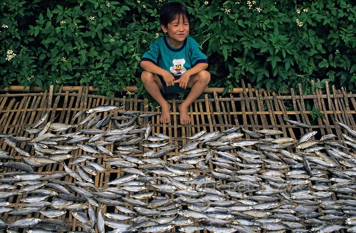 Cậu bé ngồi bên giàn phơi cá khô đánh bắt tại sông Chảy, Yên Bái.