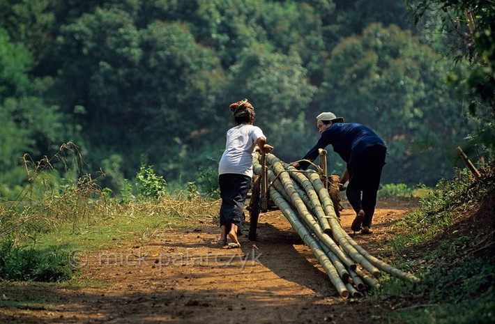 Người dân địa phương dùng xe thồ để vận chuyển những thân cây tre ở Sơn La.