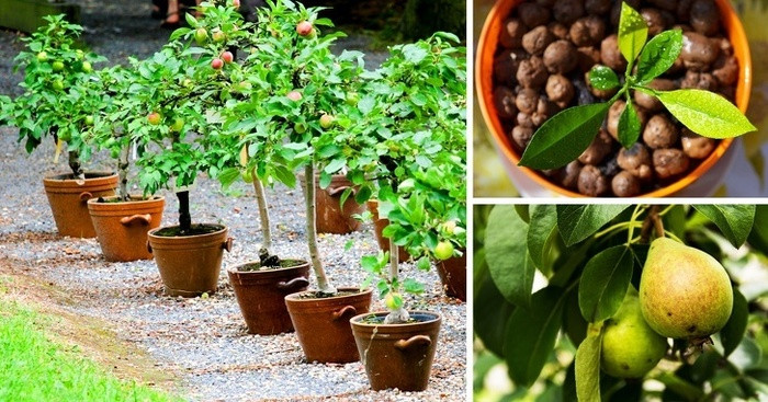 Lê Cách ươm mầm hạt lê rất đơn giản: bạn hãy đặt hạt lê trong túi, bên trong túi là rêu bùn ẩm ướt rồi đặt túi trong tủ lạnh hoặc trong những nơi mát mẻ từ 60-90 ngày. Cây lê cần được trồng trong đất thoát nước tốt. Bạn nên trồng lê ở nơi có nhiều ánh sáng mặt trời. Hãy tưới nước cho cây ít nhất 1 tuần 1 lần vào buổi sáng hoặc chiều tối.