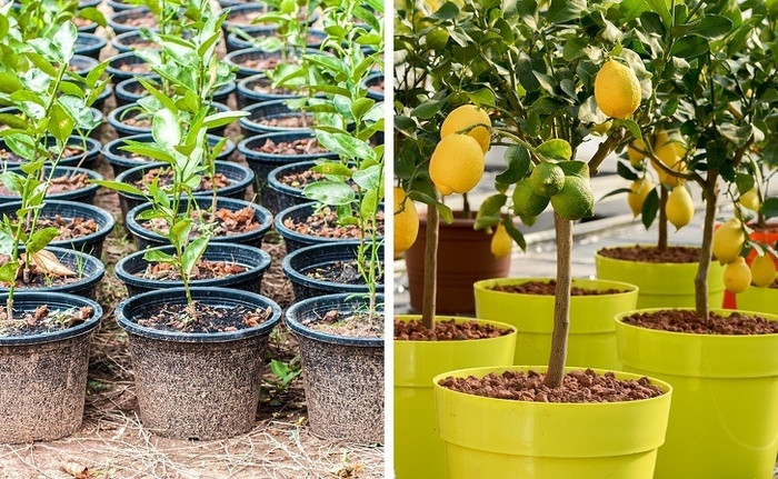 Chanh Chanh là loại cây trồng từ hạt dễ dàng. Bạn có thể dễ dàng trồng cây chanh từ hạt bằng cách ươm hạt trực tiếp vào đất theo quy tắc đơn giản sau: Ươm ít nhất 5-10 hạt cùng một lúc phòng trường hợp một số hạt không nảy mầm. Hãy chọn những hạt giống đầy đặn, mập mạp từ quả chanh tươi. Chanh rất ưa nước vì vậy bạn cần tưới nước cho chanh 2-3 lần mỗi tuần. Chanh cũng là cây ưa sáng, bạn nên đặt cây ở nơi có nhiều ánh nắng mặt trời. Nếu bạn nhìn thấy rễ cây chanh mọc qua những lỗ thoát nước của đáy chậu, bạn nên thay chậu mới.