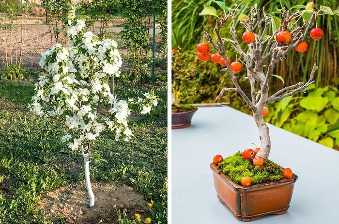 Táo Hãy ươm mầm cây táo theo cách dưới đây: - Thu thập hạt của 2 quả táo khác nhau, đặt những hạt táo trong 1 túi nhựa bịt kín bên trong có khăn giấy ẩm - Đặt túi trong tủ lạnh từ 70-80 ngày cho đến khi hạt táo nảy mầm Bạn nên trồng cây táo vào mùa xuân hoặc cuối đông và tưới nước cho cây táo mỗi tuần.