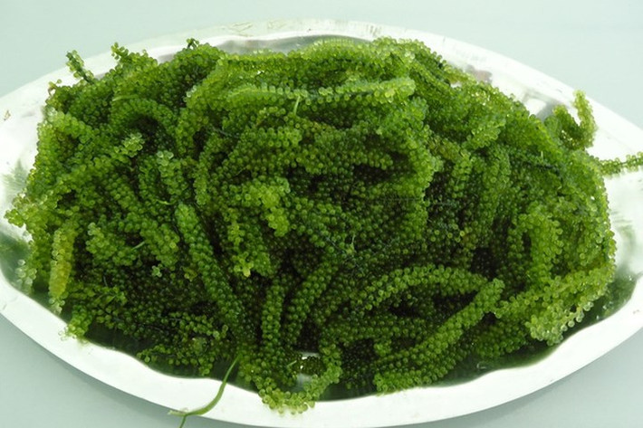 Rong biển: Tảo(laminaria), là nguồn cung cấp iốt, giúp chức năng tuyến giáp của bạn bình thường và ngăn ngừa bạn tăng cân.