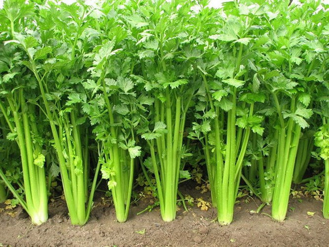 Cần tây: Thân cây cần tây là 95% nước. Chúng giúp bạn giảm cân thừa và giải độc cho cơ thể nhờ vào tác dụng lợi tiểu.