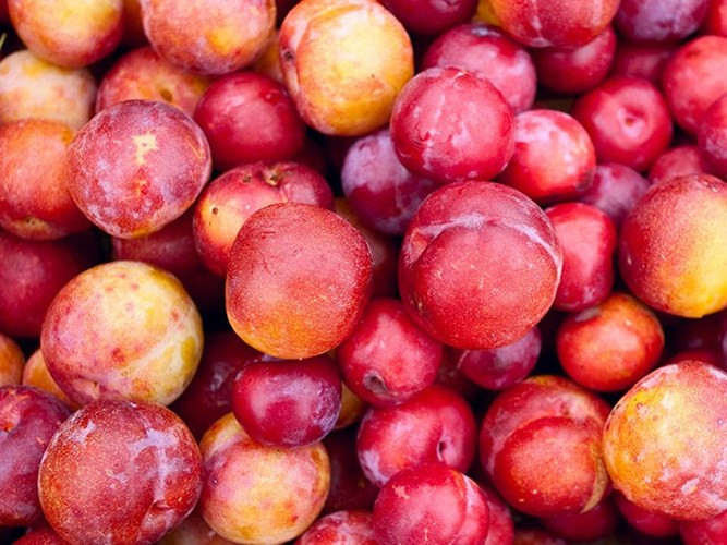 Táo và mận: Một quả táo chỉ có 50 kcal. Nó làm cho bạn cảm thấy no và điều chỉnh tiêu hóa của bạn. Mận giàu vitamin C và kali, duy trì tim và mạch máu.