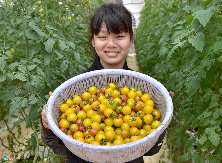 Công nhân thu hoạch cà chua sạch trong nhà kính ở Măng Đen.