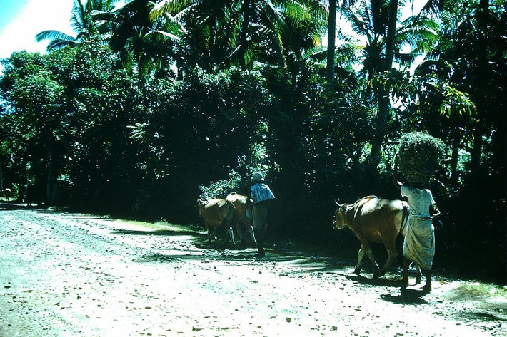 Con đường gần thị trấn nghỉ dưỡng Sanur của Bali. Ảnh: Found Slides.