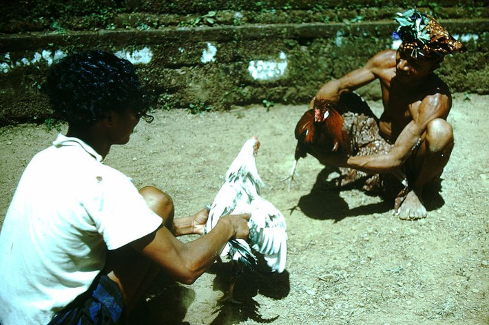 Hai người đàn ông tiêu khiển bằng trò chọi gà. Ảnh: Found Slides.