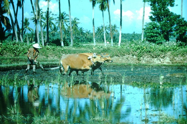 Nông dân Bali cầy ruộng bằng bò trên cánh đồng. Ảnh: Found Slides.