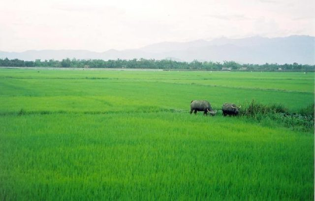 Nhơn cùng 3 anh em trai là Phùng Vệ Minh, Phùng Vệ Nghĩa và Phùng Vệ Đức đồng sở hữu một căn nhà tại đường Lê Bạch Cát (quận 11, TP HCM) do bố mẹ để lại. Sau khi Đức dọn ra ngoài ở riêng, Nhơn thường xuyên mâu thuẫn vơi Minh. (Ảnh minh họa).