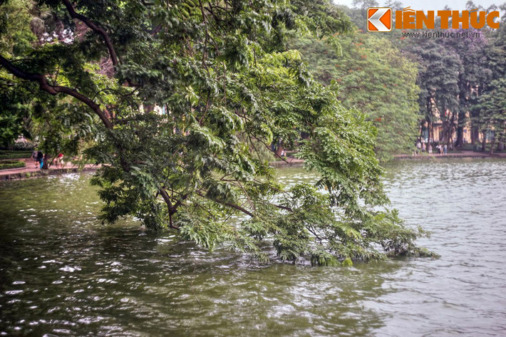Các loài cây làm nên “mái vòm sống” này khá đa dạng về chủng loại, như sấu, muỗm, lộc vừng, liễu, bằng lăng… Nhiều cây có tuổi đời trên dưới một thế kỷ.