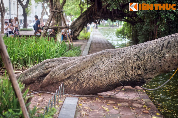 Để vươn ra nguồn nước, một số cây có thân ngả hẳn xuống mặt đất chắn ngang lối đi, tạo nên cảnh tượng thú vị.