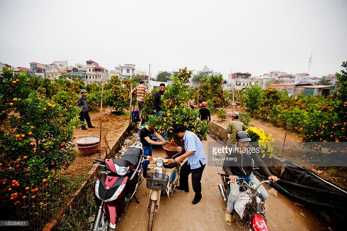 Cảnh mua bán tấp nập tại vườn quất ở Hà Nội ngày 19/1/2012. Ảnh: Getty.
