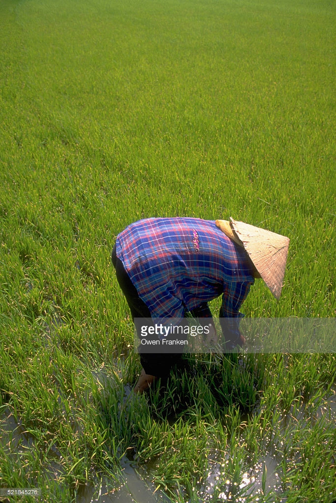 "Bán mặt cho đất, bán lưng cho trời", cảnh tượng quen thuộc ở các làng quê Việt Nam.