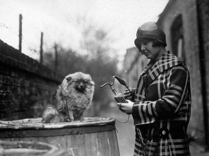 Một quý bà xịt nước hoa cho chó cưng trước khi tham gia cuộc thi ở London năm 1925. Ảnh: Vintag.