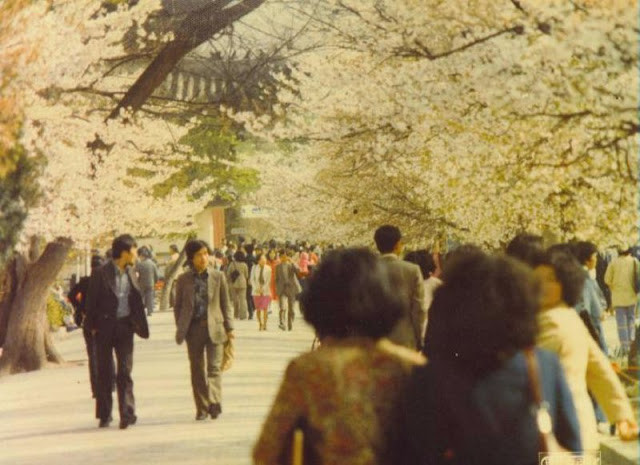 Mùa hoa anh đào ở Seoul. Ảnh: Bob Flickr.