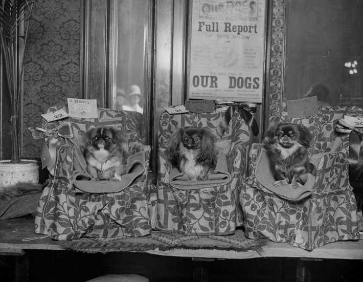 Ba chú chó giống Bắc Kinh - Tứ Xuyên tên Humming Bee và Hsusa giành giải nhất tại trong một cuộc thi năm 1928, được trưng bày tại Khách sạn Hoàng tử London. Ảnh: Vintag.