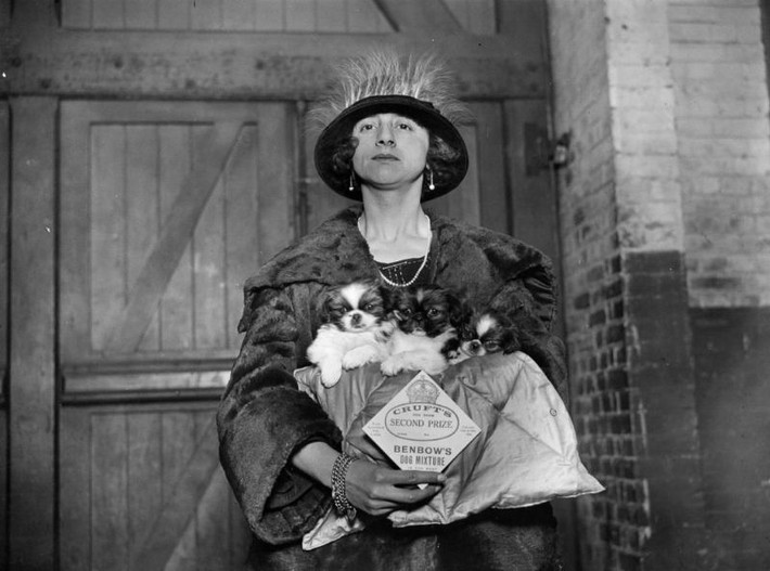 Bà Ivy Lord với những chú chó giống Bắc Kinh đạt giải giải nhì cuộc thi năm 1924. Ảnh: Vintag.