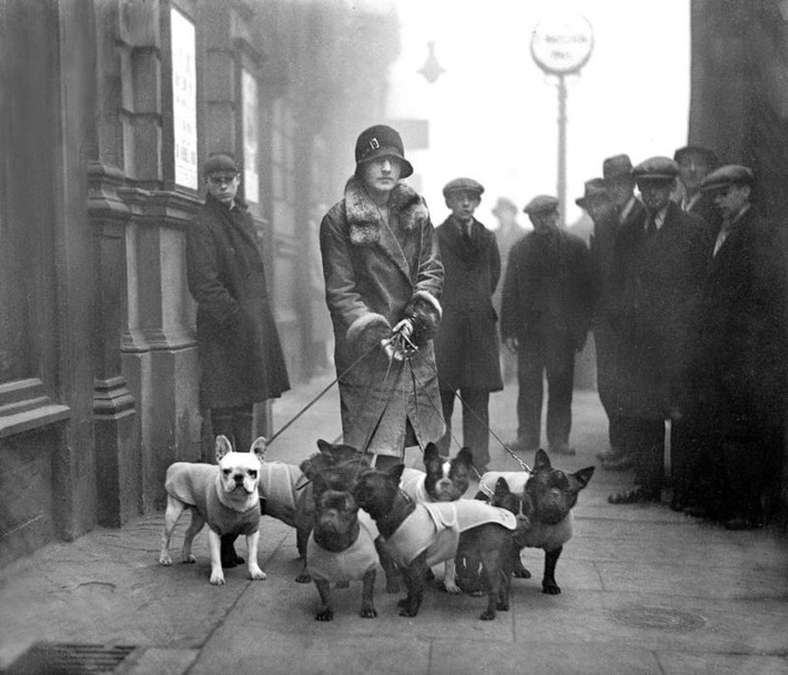 Bà R. A. Hopwood với dàn chó của mình tại cuộc thi chó ngao Phapsowr London năm 1929. Ảnh: Vintag.