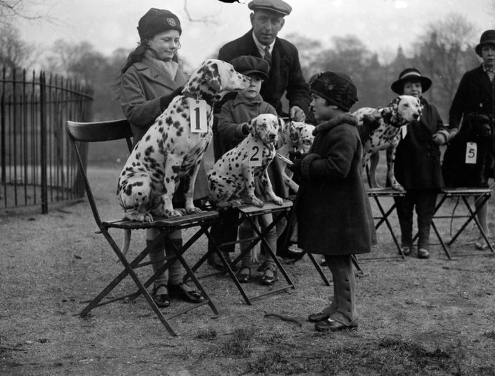 Cuộc thi chó đốm được tổ chức tại công viên Hyde Park, London năm 1927. Ảnh: Vintag.