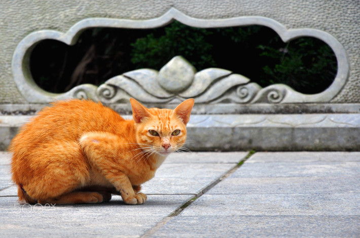 Chú mèo trên đỉnh Bà Nà. Ảnh: Tshab Plig/ 500px.com.