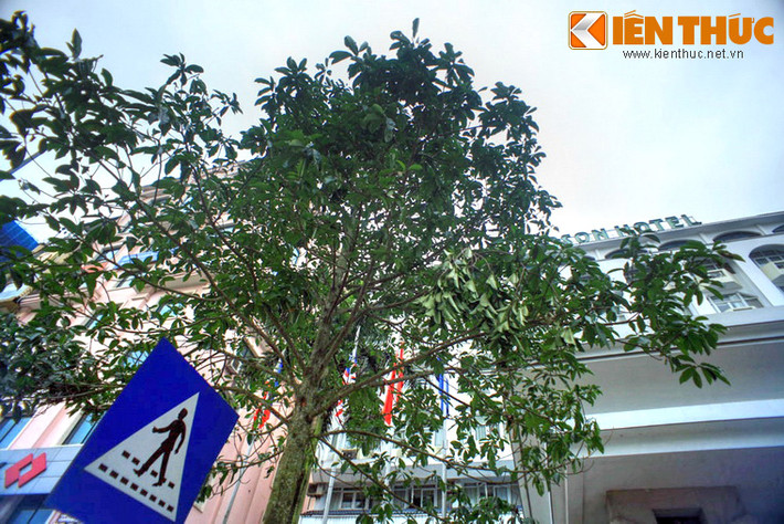 Rốt cục dân Hà Nội vẫn không hiểu 4 cây "bí ẩn" được thay vội trong đêm là cây gì.