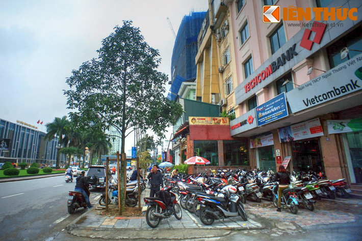 Sau khi thông tin này được báo chí phản ánh, ông Đỗ Ngọc Hoàng, Tổng giám đốc Công ty TNHH MTV cây xanh Hà Nội đã xác nhận, bốn cây trên là cây thay thế, vừa được trồng lại vào ngày 22/3.