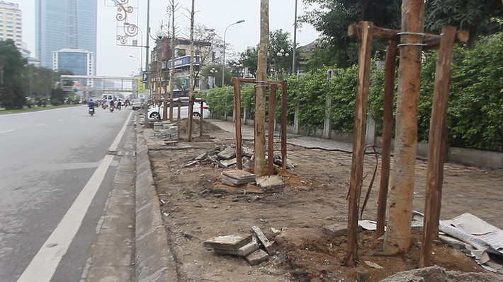 Theo tiến sỹ Vũ Quang Nam, Trưởng bộ môn Tài nguyên thực vật rừng – ĐH Lâm nghiệp Hà Nội, loại cây đã được trồng ở Hà Nội chắc chắn là cây mỡ chứ không phải vàng tâm, có ít giá trị kinh tế và hoàn toàn không phù hợp để trồng trên đường phố. Ảnh: Dân Trí.