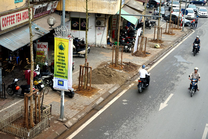 TS Nguyễn Tiến Hiệp, Trung tâm Bảo tồn Thực vật Việt Nam, cũng xác nhận thông tin trên khi cho rằng loại cây được trồng trên phố Nguyễn Chí Thanh ở Hà Nội chỉ là loại cây mỡ bình thường, gỗ không tốt, được trồng nhiều ở vùng núi Lào Cai, Yên Bái, Hà Giang, Phong Nha - Kẻ Bàng.