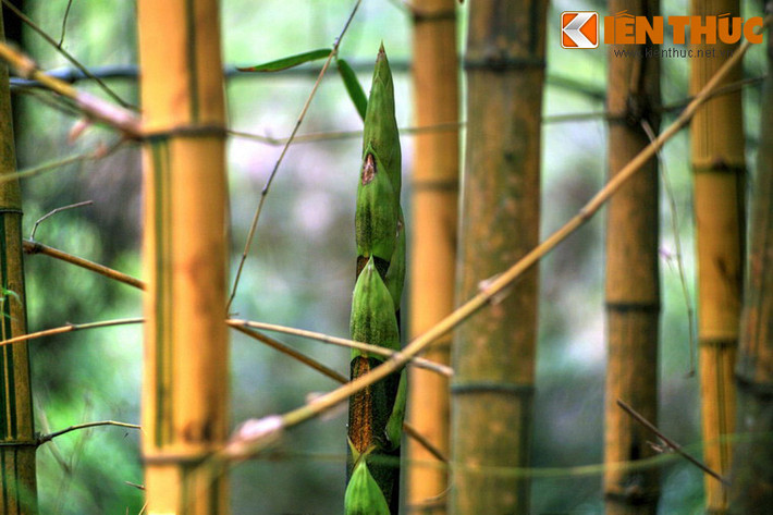 Cho đến những loài cây có tên gọi khá lạ mà chỉ người dân địa phương mới biết như là ngà, diễn trứng, lành anh, hóp nước.