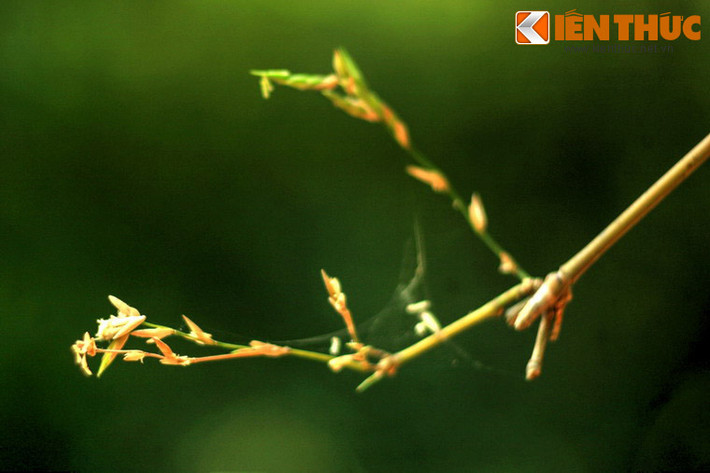 Nếu may mắn, có thể bắt gặp cảnh hoa tre đơm bông - hiện tượng "trăm năm có một".