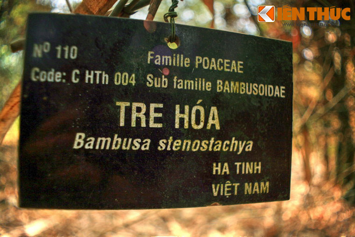 Có thể bắt gặp ở đây các loài cây họ tre có tên gọi quen thuộc như tre, trúc, nứa, vầu, mây, luồng, lồ ô...