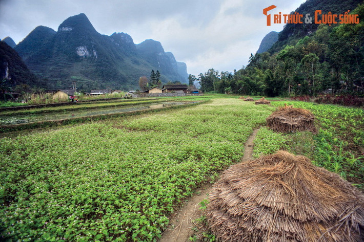 Không giống với các bản làng ở Sa Pa, lượng khách đến với Phố Cáo không nhiều, và nơi đây hầu như chưa bị thương mại hóa. Điều này đem lại cho xã miền cao này một nét đẹp nguyên sơ, chỉ ghé thăm một lần sẽ khắc ghi mãi mãi vào tâm trí...