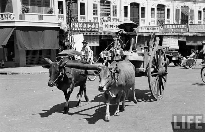 Một người đánh xe bò chở gỗ trên phố Rue Viénot (nay là đường Phan Bội Châu), Sài Gòn năm 1950.