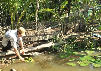 Ao nhỏ sau nhà, nơi Ánh Viên thường ra câu cá khi còn nhỏ.