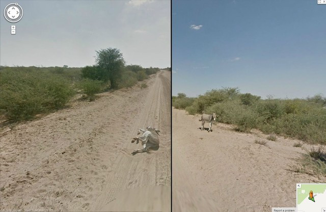 Xe camera hành trình của Google thậm chí đã đâm ngã một chú lừa.