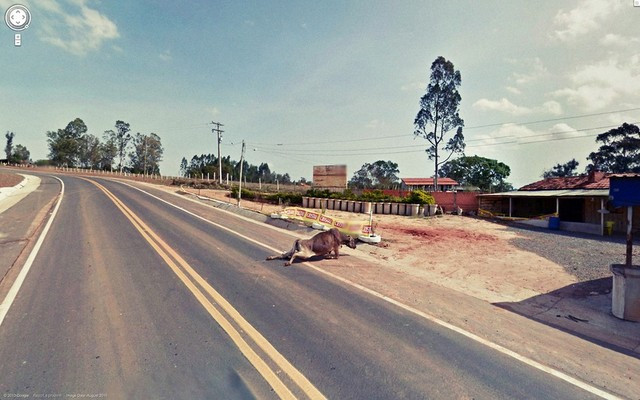 Một chú bò bị thương trên đường cao tốc được thu vào bức ảnh chụp từ Google Street View.