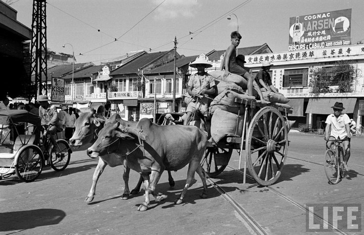 Xe bò chở gạo.