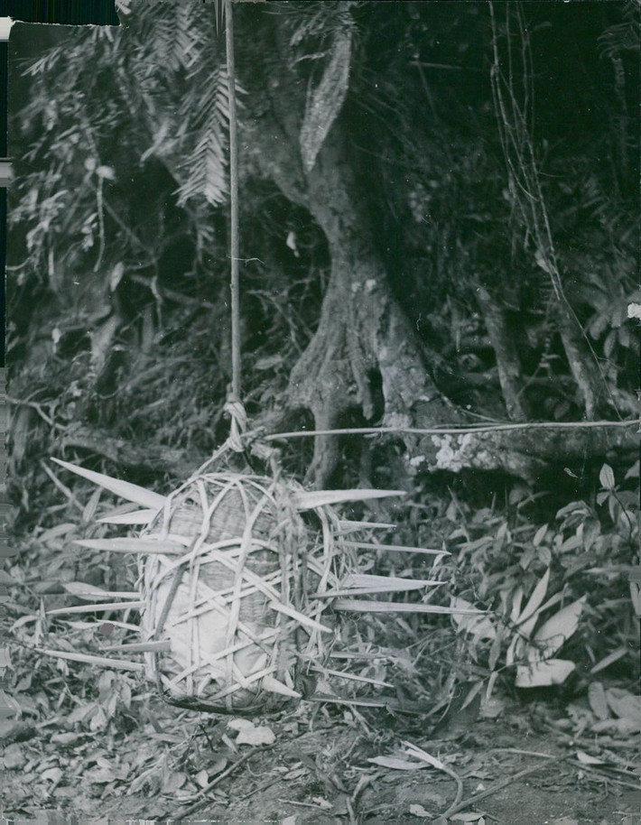 Bẫy chông treo dạng quả cầu gai thả theo phương ngang, 1964.