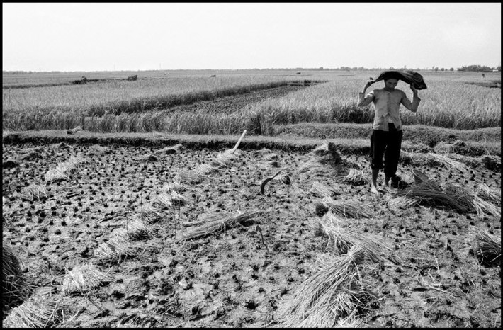 Trên cánh đồng lúa mùa gặt ở Yên Viên. Ảnh: Larry Towell - Magnumphotos.com