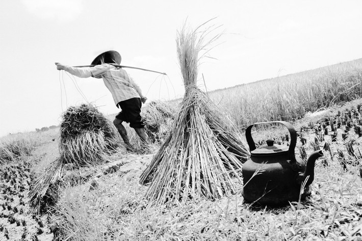 Ấm nước vối trên một bờ ruộng. Ảnh: Larry Towell - Magnumphotos.com
