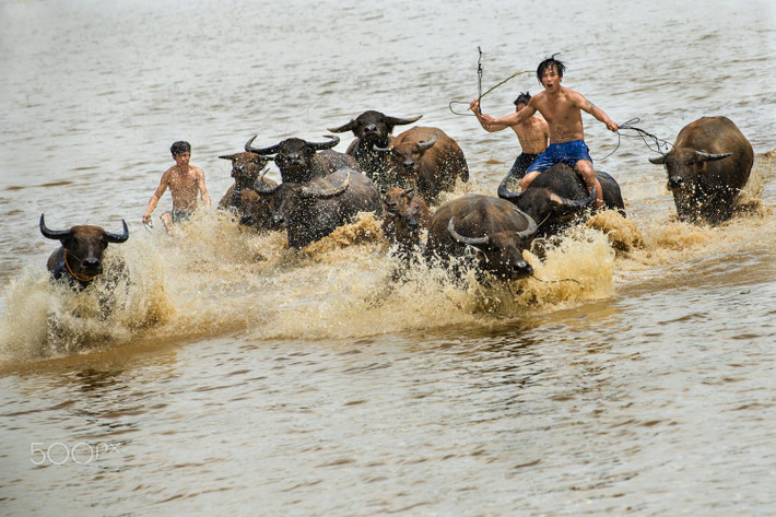 Các thiếu niên đua trâu ở Tây Ninh. Ảnh: Raymond Low - 500px.com