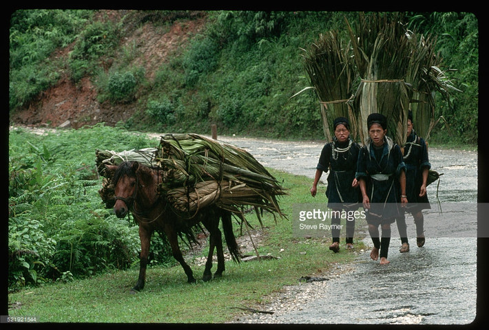 Những người phụ nữ H'Mông gùi lá dùng để lợp nhà, gần Sapa.