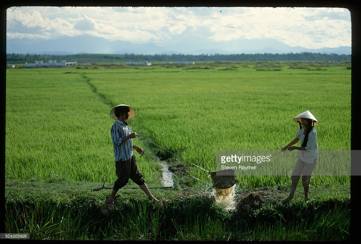 Tát nước ở một cánh đồng, 17/8/1993.