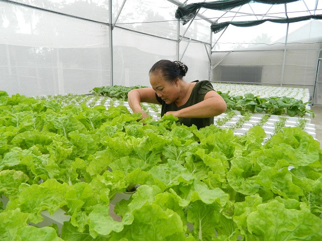Vườn rau được trồng theo hệ thống thuỷ canh sẽ phát triển nhanh hơn bình thường. Cách 3 đến 4 ngày là người trồng được thu hoạch một lần tùy từng loại rau.