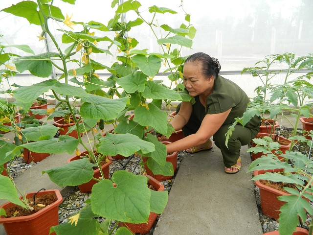 Những luống rau được bà Khương chăm sóc tỉ mỉ.