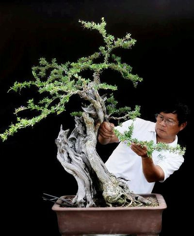 Một góc vườn linh sam núi của ông Thắng “đổ”.