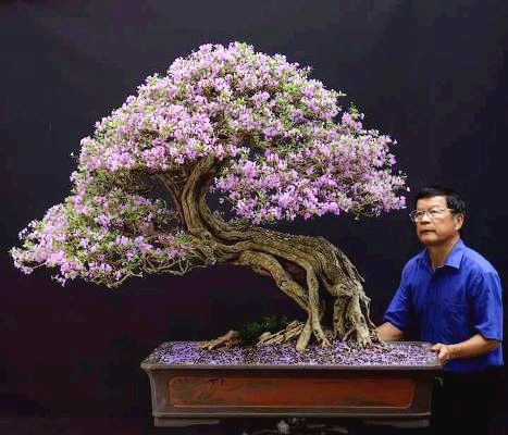Một “khúc” củi linh sam núi đã hoàn thiện cho hoa tím lịm. Khúc “củi” này, theo ông Thắng “đổ” có tuổi thọ cả trăm năm. Và tác phẩm này không phải để… bán.