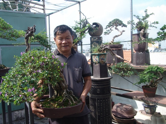 Trên mảnh sân thượng, trong số hơn 100 gốc linh sam, theo ông Thắng “đổ”, có những gốc “không phải để bán”, có những gốc nếu bán có đến nửa tỷ đồng. Ảnh: Một khúc “củi” đang được hoàn thiện, theo ông Thắng “đổ” hiện nó có giá không dưới vài trăm triệu đồng.