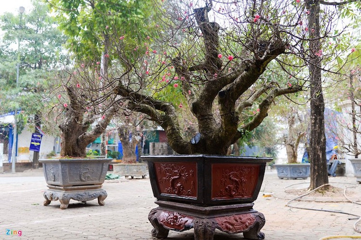 Vườn đào của anh Tuấn Anh trên đường Lạc Long Quân bày 20 đến 25 gốc đào với giá thuê từ 15 đến 40 triệu đồng/gốc. Ước tính trong đợt Tết năm nay, anh sẽ bán và cho thuê khoảng 300 gốc.